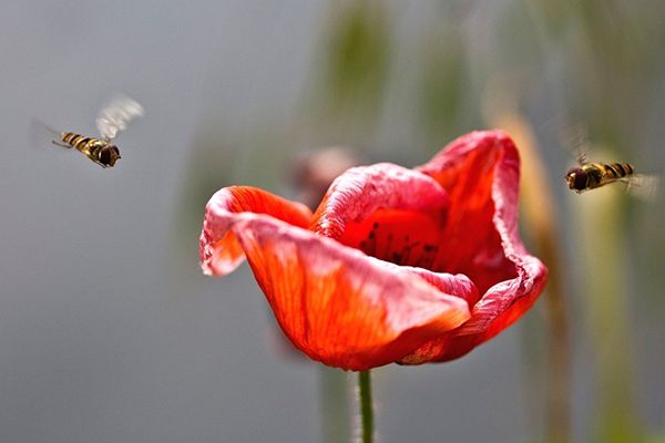 Le jardin écologique sans produit chimique